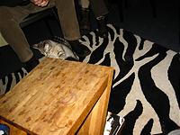 IMG_0304.JPG