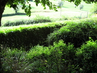 IMG_2763.jpg