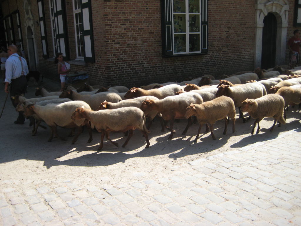 IMG_4038.jpg