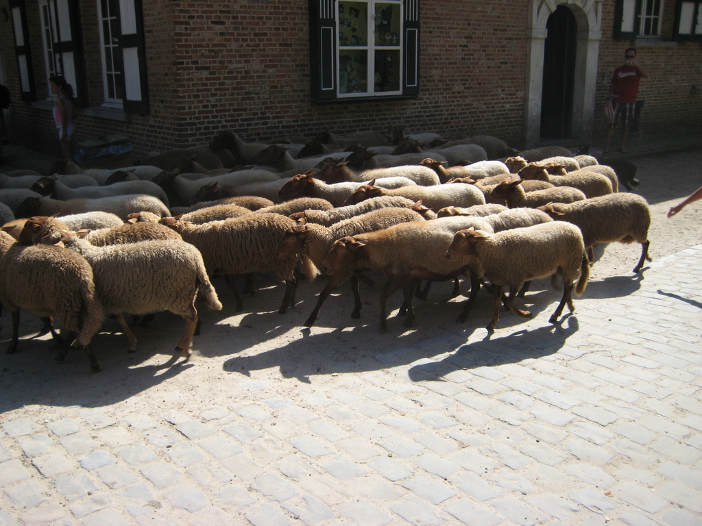 IMG_4039.jpg