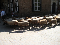 IMG_4038.jpg