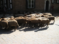 IMG_4039.jpg