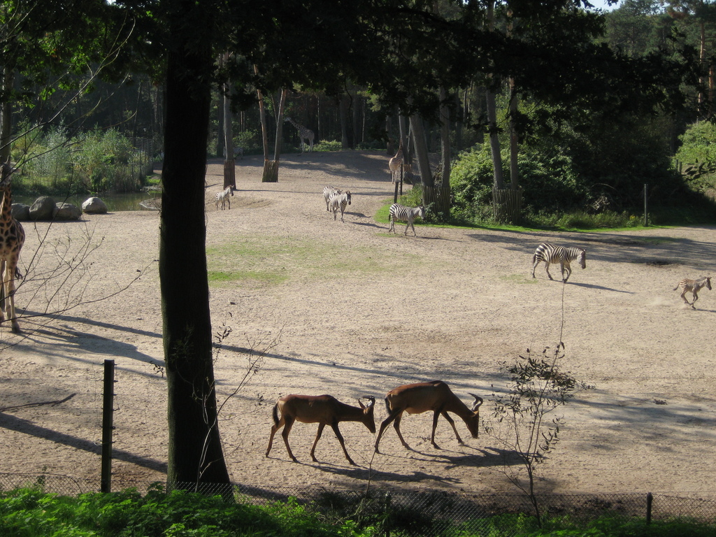 IMG_6074.jpg