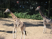 IMG_6066.jpg