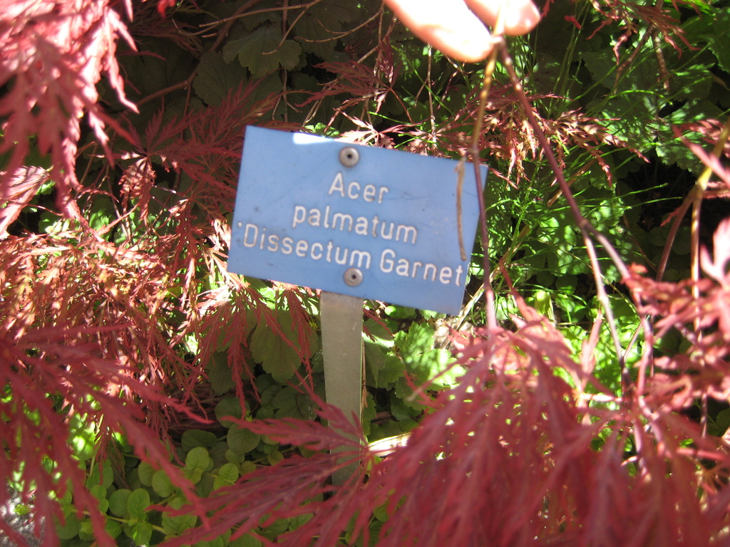 IMG_5521.JPG