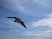 IMG_0229.jpg