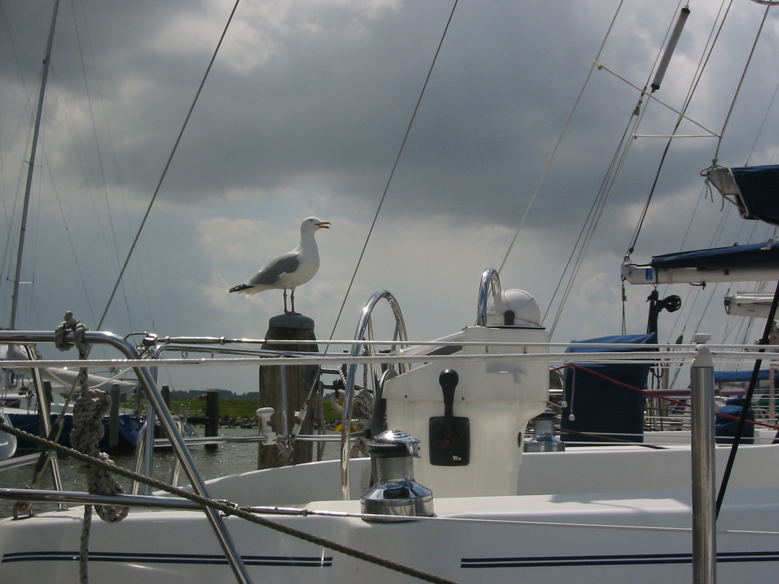 IMG_2833.jpg