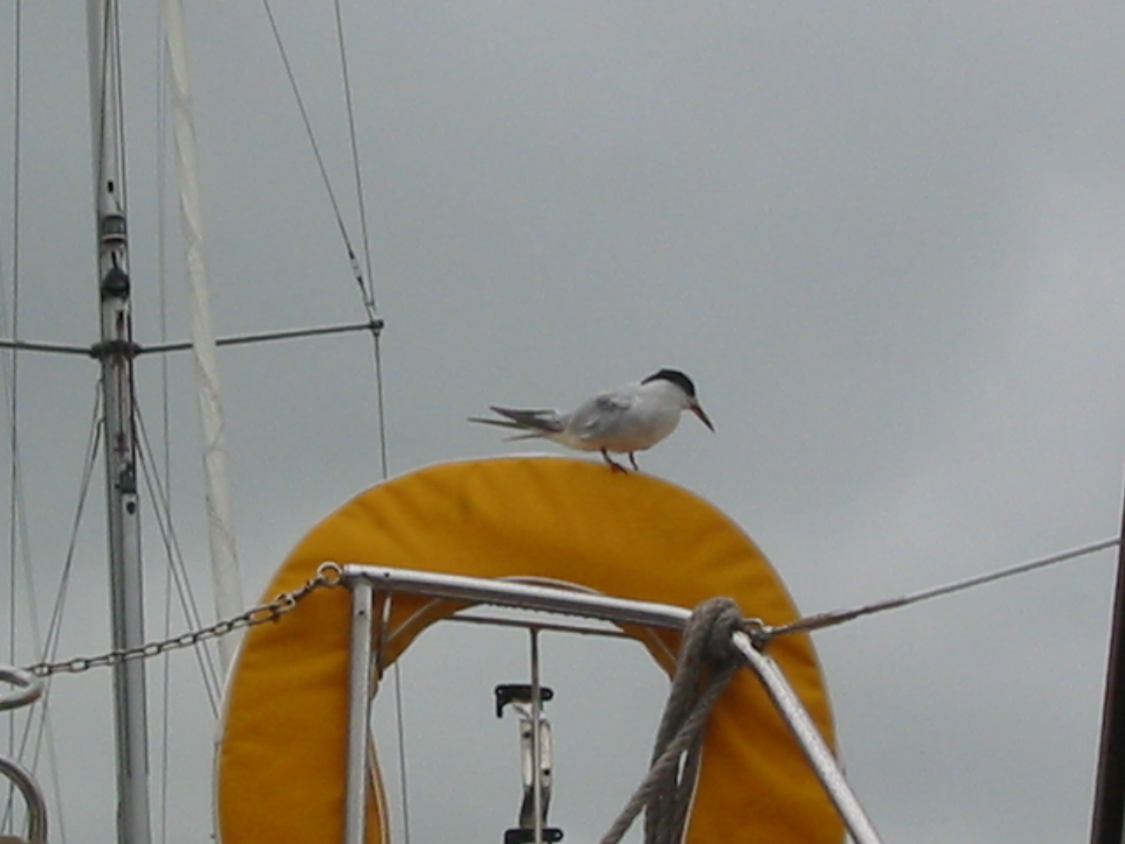 IMG_3851.jpg